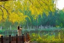 成人颜色视频-与网络伦理的边界探讨
